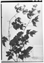 Field Museum photo negatives collection; München specimen of Serjania leucosepala Radlk., BOLIVIA, T. C. J. Herzog 1658, Type [status unknown], M