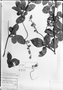 Field Museum photo negatives collection; München specimen of Serjania obtusidentata Radlk., Third Regnellian Expedition, Type [status unknown], M
