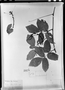 Field Museum photo negatives collection; München specimen of Serjania pinnatifolia Radlk., J. E. B. Warming, Type [status unknown], M