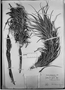 Field Museum photo negatives collection; München specimen of Tillandsia werdermannii Harms, PERU, E. Werdermann 717, Isotype, M
