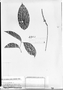 Field Museum photo negatives collection; München specimen of Paullinia anodonta Radlk., SURINAME, G. M. Versteeg 925, Type [status unknown], M