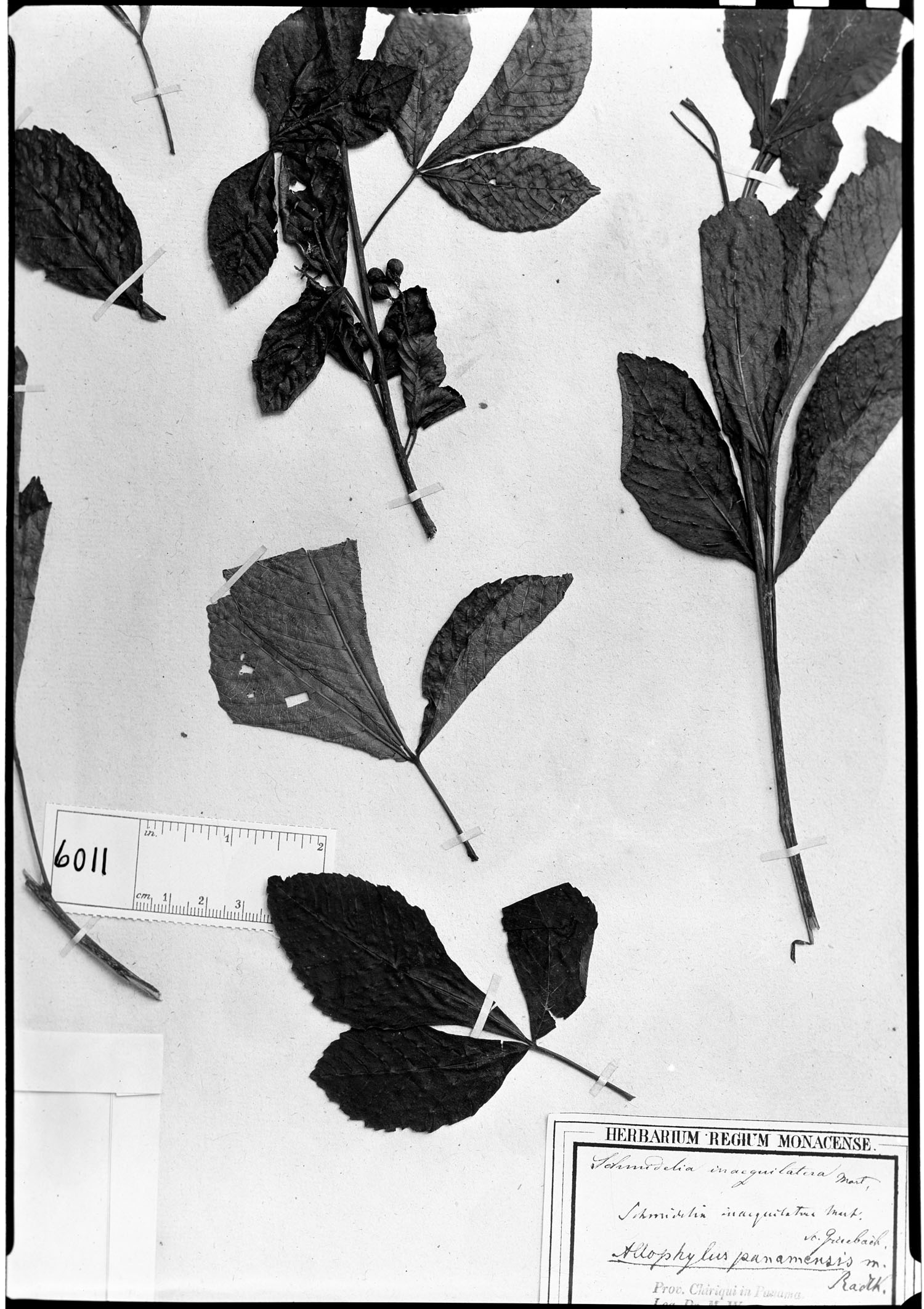Allophylus panamensis image