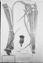 Field Museum photo negatives collection; München specimen of Greigia pearcei Mez, CHILE, Leyboldt, M