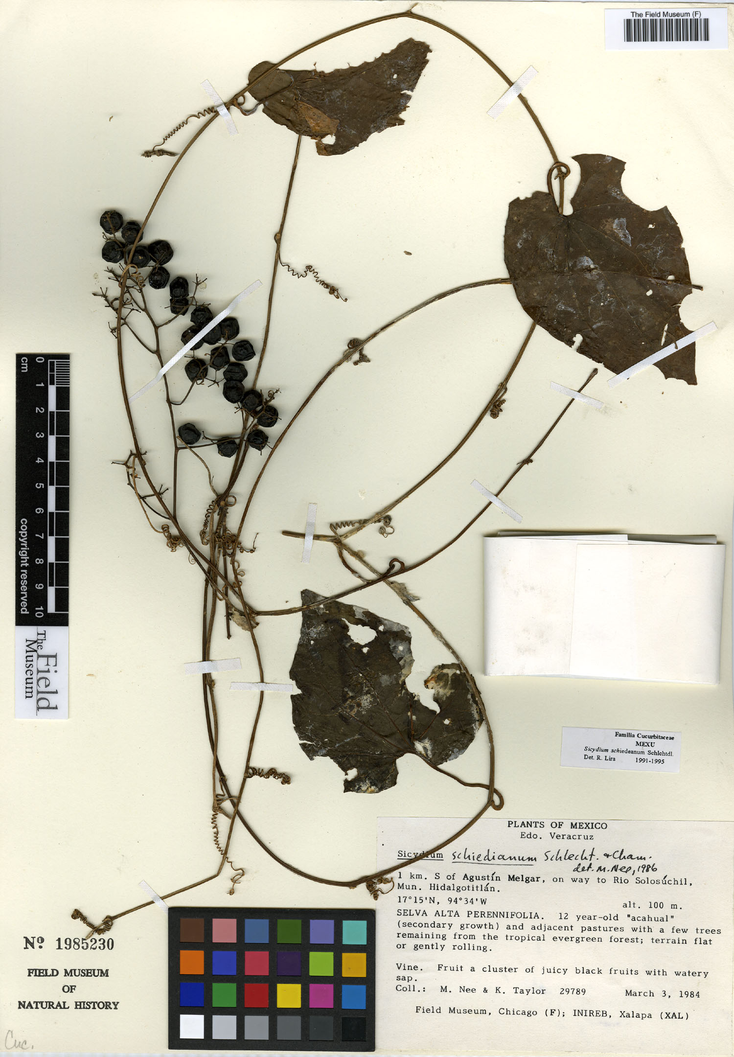 Sicydium schiedeanum image