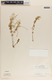 Peperomia galioides Kunth, Panama, J. E. Ebinger 791, F