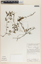 Peperomia glabella (Sw.) A. Dietr., Mexico, T. L. Wendt 2845, F