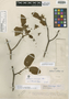 Aspidosperma snethlagei Markgr., Brazil, E. H. Snethlage 676, Isotype, F