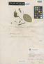 Aspidosperma populifolium A. DC., BRAZIL, G. Gardner 2664, Isotype, F