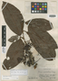 Inga acicularis T. D. Penn., Peru, J. M. Schunke 257, Holotype, F