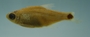 Cheirodon dialepturus FMNH 71702 27.26mmSL (2)