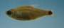 Cheirodon dialepturus FMNH 71702 27.26mmSL (3)