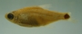 Cheirodon dialepturus FMNH 71702 27.26mmSL