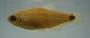 Cheirodon dialepturus FMNH 71702 28.29mmSL (1)