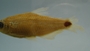 Cheirodon dialepturus FMNH 71702 28.29mmSL (2)