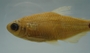 Cheirodon dialepturus FMNH 71702 28.29mmSL (3)