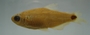 Cheirodon dialepturus FMNH 71702 28.29mmSL (4)