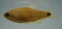 Cheirodon dialepturus FMNH 71702 28.29mmSL