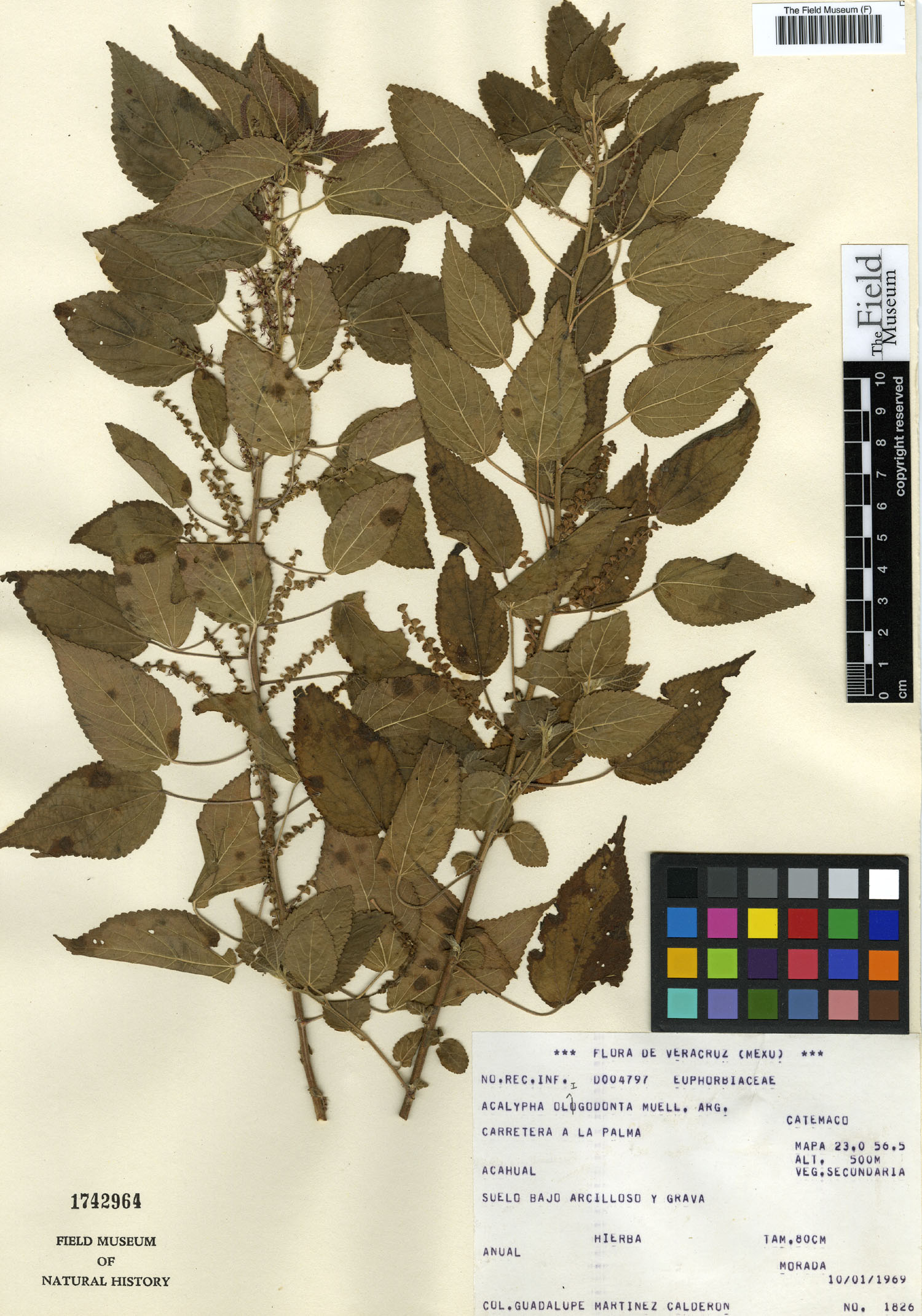 Acalypha oligodonta image