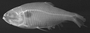 FMNH_54308_H[1]. reticulatus_paratype_x_rays1
