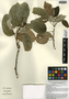 Croton sousae image