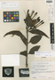 Psittacanthus crassipes Kuijt, Venezuela, J. J. Wurdack 43774, Isotype, F