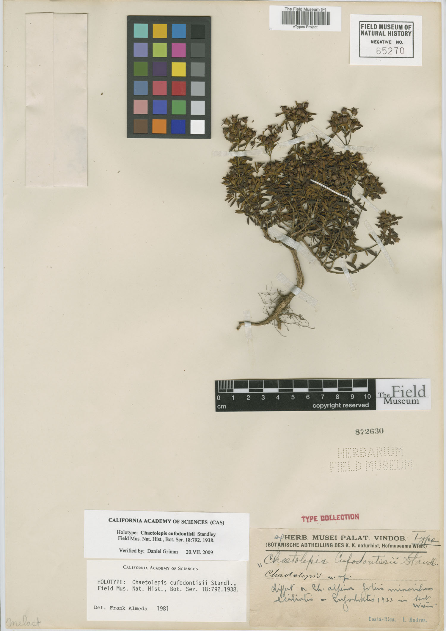 Chaetolepis cufodontisii image