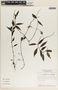 Peperomia glabella (Sw.) A. Dietr., Nicaragua, W. D. Stevens 16542, F