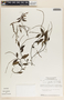 Peperomia glabella (Sw.) A. Dietr., Nicaragua, W. D. Stevens 12929, F