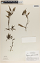 Peperomia glabella (Sw.) A. Dietr., Nicaragua, L. O. Williams 24873, F