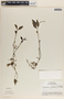 Peperomia glabella (Sw.) A. Dietr., Costa Rica, L. O. Williams 27541, F