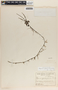 Peperomia glabella (Sw.) A. Dietr., Costa Rica, A. M. Brenes 6350, F