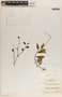 Peperomia glabella (Sw.) A. Dietr., Costa Rica, H. K. Svenson 314, F