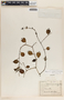 Peperomia glabella (Sw.) A. Dietr., Costa Rica, M. T. Pacheco 50, F