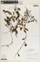 Peperomia glabella (Sw.) A. Dietr., Costa Rica, R. L. Wilbur 9951, F