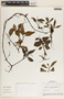 Peperomia glabella (Sw.) A. Dietr., Costa Rica, T. M. Antonio 769, F