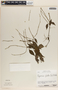 Peperomia glabella (Sw.) A. Dietr., Costa Rica, P. H. Raven 21013, F