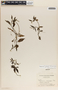 Peperomia glabella (Sw.) A. Dietr., Panama, C. Earle Smith, Jr. 3328, F