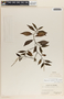Peperomia glabella (Sw.) A. Dietr., Panama, O. Shattuck 679, F