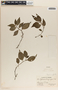 Peperomia glabella (Sw.) A. Dietr., Panama, O. Shattuck 192, F