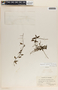 Peperomia glabella (Sw.) A. Dietr., Panama, C. L. Wilson 131, F