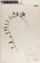 Peperomia glabella (Sw.) A. Dietr., Panama, D. E. Starry 42, F