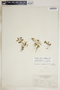 Lindernia crustacea (L.) F. Muell., Colombia, F. W. Pennell 1327, F