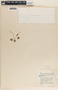 Peperomia gracillima S. Watson, Mexico, F. A. Barkley 548, F