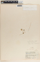 Peperomia gracillima S. Watson, Mexico, F. A. Barkley 2815, F
