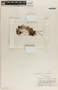 Peperomia gracillima S. Watson, Mexico, C. H. Mueller 2150, F