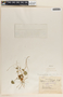 Peperomia gracillima S. Watson, Mexico, G. L. Fisher 35452, F