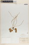Peperomia gracillima S. Watson, Mexico, C. G. Pringle 13184, F