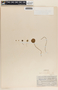 Peperomia gracillima S. Watson, Mexico, A. I. Ortonburger 16M762, F