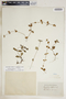 Lindernia diffusa (L.) Wettst., Brazil, C. Blanchet 175, F