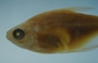 Hyphessobrycon bifaciatus FMNH 54404 33.7mmSL (3)